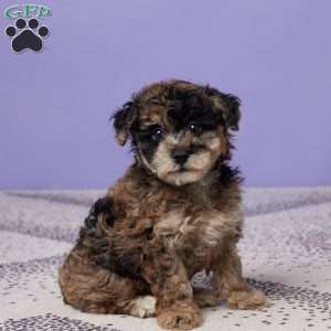 Rosie, Miniature Poodle Puppy